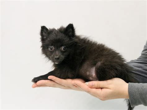 Pomeranian Dog Female Black 2800682 My Next Puppy