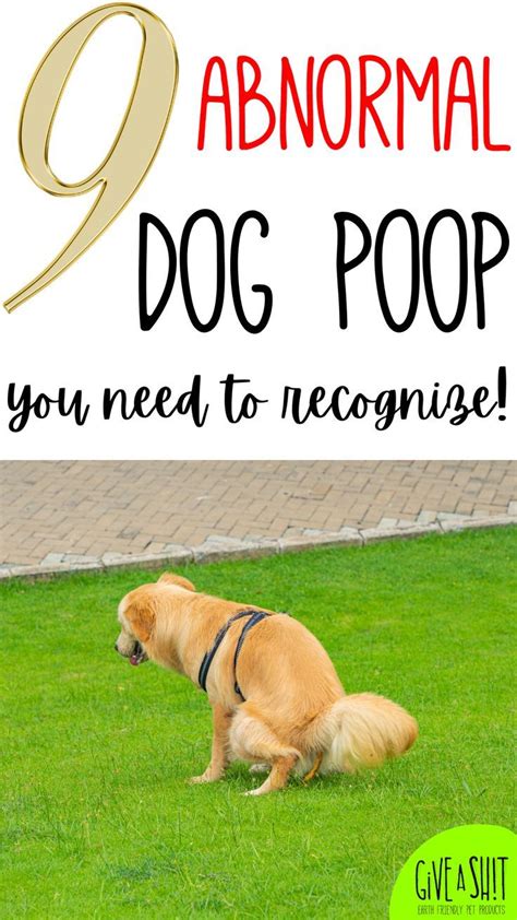 How To Recognize Abnormal Dog Poop Dogs Pooping Dog Remedies What