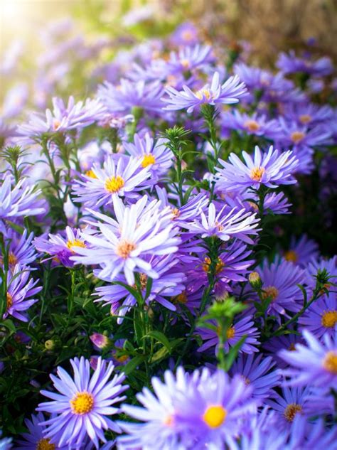 Top Purple Annual Flowers For Your Garden Hgtv