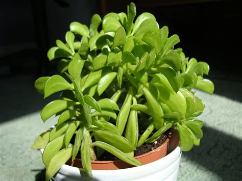 The tiny, green, fleshy leaves with scalloped edges grow on thick pinkish stems. Himalaya Mix | Testing my new DSC-W300 camera | Rustam ...