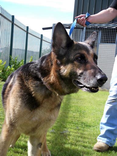 Max 2 12 Year Old Male German Shepherd Dog Available
