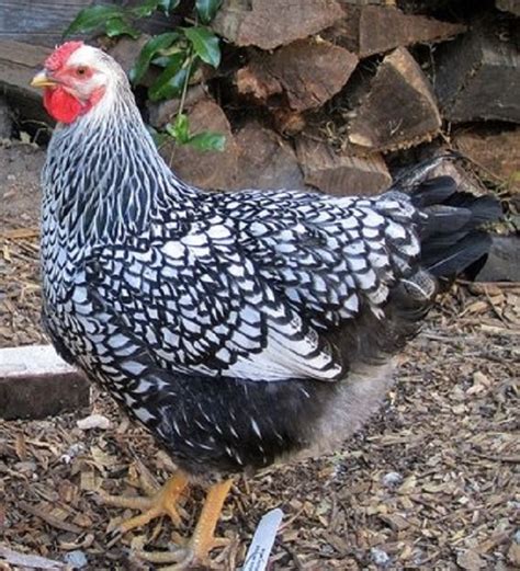 Black Laced Silver Wyandottes Started Pullets Cackle Hatchery