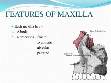 Maxilla Anatomy Development And Surgical Anatomy
