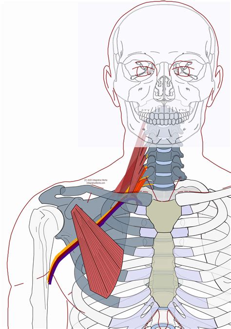 Thoracic Outlet Syndrome Pain Patterns Causes Self Care Integrative Works