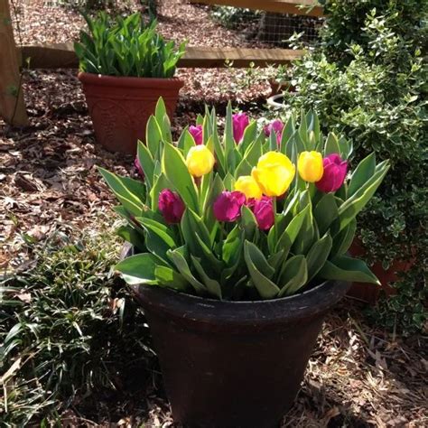 Planting Spring Blooming Bulbs In Containers Finegardening Planting