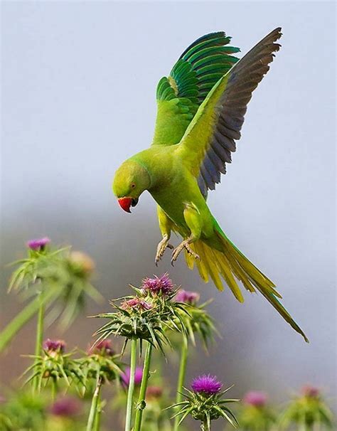 Indian Parrot Wallpapers