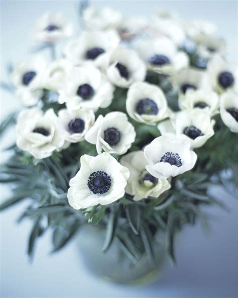 The Surprising Meanings Behind Your Favorite Flowers | Flower meanings, Anemone flower, List of ...