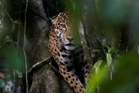In Brazil These Jaguars Avoid Floods By Perching In Trees The