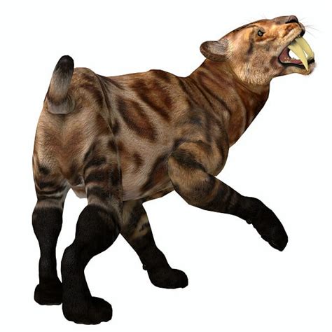 Saber Tooth Tiger Facts And Beyond Biology Dictionary