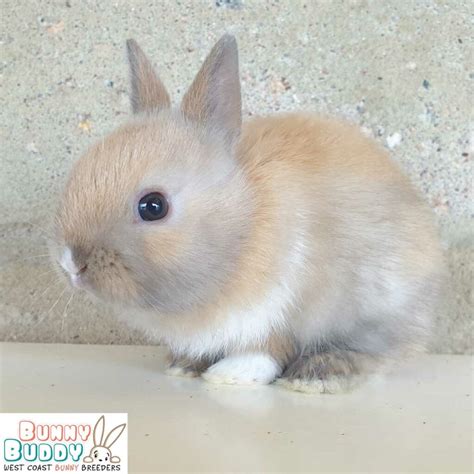 Netherland Dwarf Rabbit Colours Types Bunny Buddy West Coast