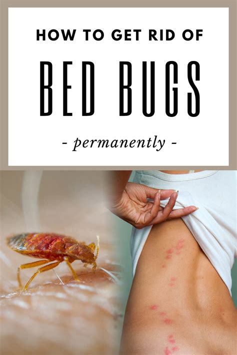 How To Get Rid Of Bed Bugs Permanently Cleaninginstructor Com