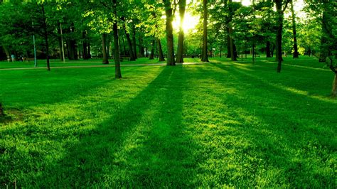Green Lawn In The Park 4k Ultrahd Wallpaper Backiee