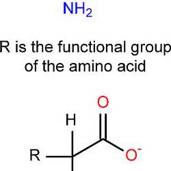 Amino acids are substances formed from molecules that consist of atoms from specific functional groups. Learn About Amino Acid Structures