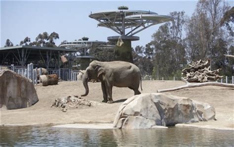 Activists decry expanded elephant displays