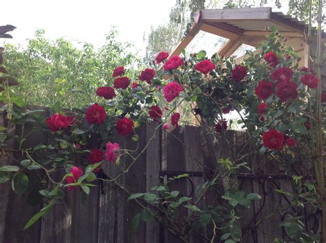 Climbing Rose In A Small Garden Small Spaces Garden Design