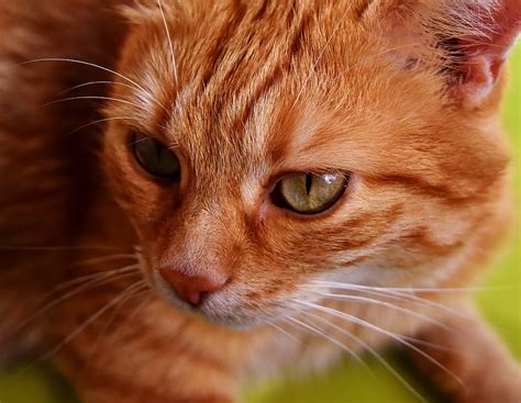 cat mackerel photograph portrait funny red tiger cat kitten mieze red cat pxfuel