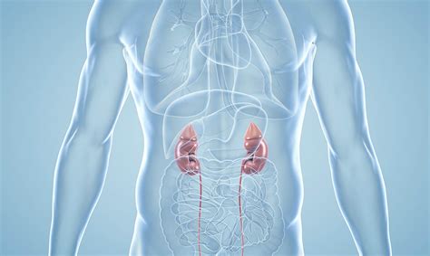 Study Shows Kidney Transplants Between People With Hiv Is Safe Nih