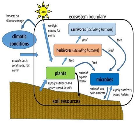 Simplifieddiagramtypicalecosyste