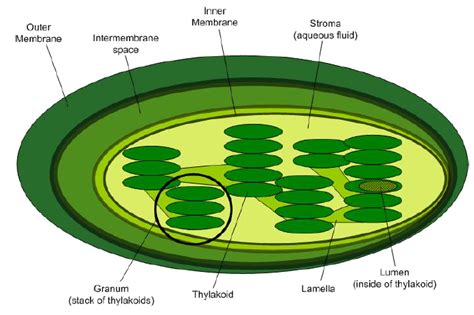 In this video paul andersen explains how the chloroplast in plants harnesses power from the sun to form high energy molecules like glucose. Into the Chloroplast: How Photosynthesis Works ...