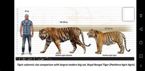 Bengal Cat Size Comparison