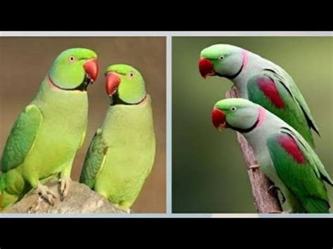 Green Talking Parrot in India | Most Expensive Parrots in ...