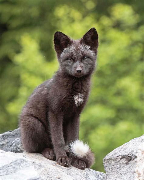 Pretty Silver Black Fox Cub Sitting Near Its Den In British Columbia