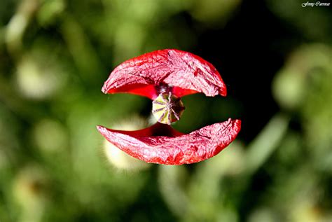 Paling Bagus 20 Gambar Bunga Bibir Merah Gambar Bunga Indah