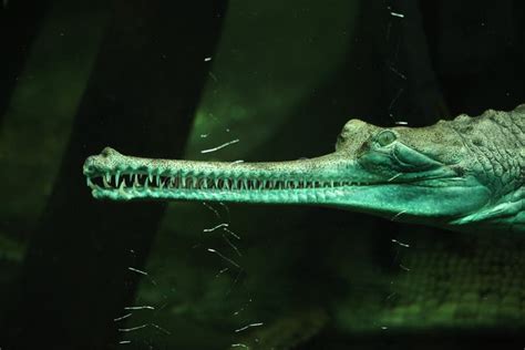 Gharial Gavialis Gangeticus Stock Photo Image Of Animal Crocodile