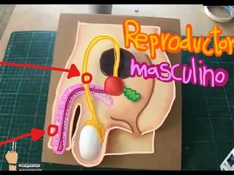 Reproductor Masculino Maqueta Male Reproductive System Youtube