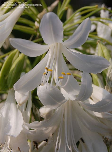 Plantfiles Pictures Agapanthus White Agapanthus White African Lily