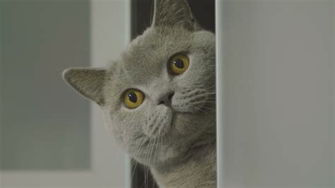 Cute Silly Cat Peeking Around Corner 스톡 동영상 비디오100 로열티 프리 1042028203
