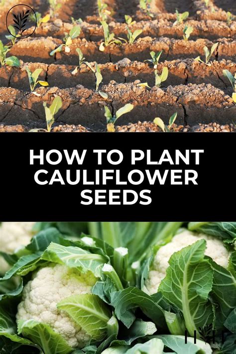 How To Plant Cauliflower Seeds 🌱🍚 A Beginners Guide To Garden Success