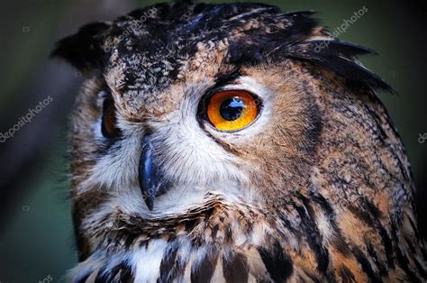 Wild Owl Closeup Stock Photo By ©paulgrecaud 40271645