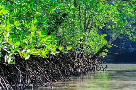 Langkawi Mangrove Forest Kilim Karst Geoforest Park Langkawi