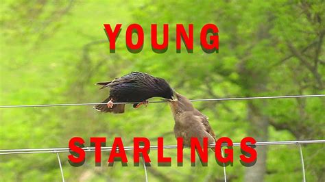 Starlings And Chicks Youtube