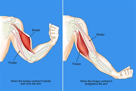 Biceps Vs Triceps Everything You Need To Know Fitlifefanatics