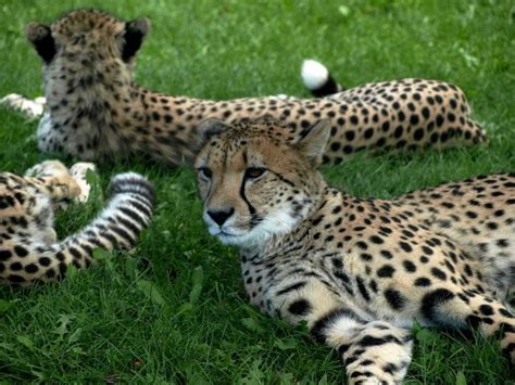 Characteristics Of Male And Female Cheetahs Are Miles Apart
