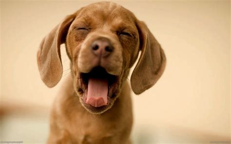 Brown Dog Smiling Nature Animals Blurred Wallpapers Hd Desktop