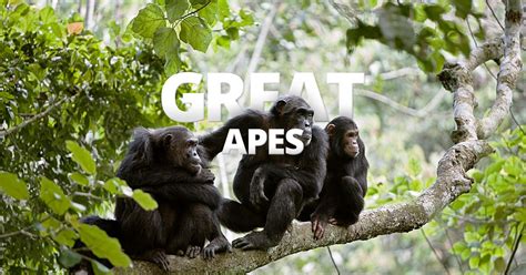 Luxury Safari Experiences Africas Great Apes Art Of Safari