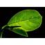 Free Images  Branch Flower Green Produce Botany Flora Leaves