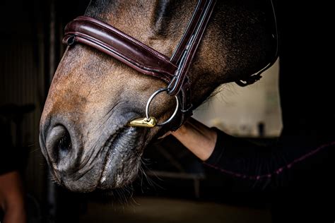 811 likes · 1 talking about this · 42 were here. Veterinären: "Så lär du dig hitta rätt bett" | Ridsport
