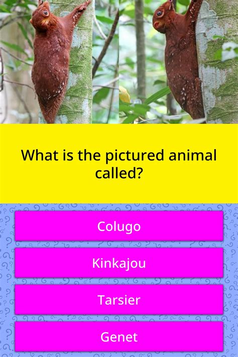 What Is The Pictured Animal Called Trivia Answers Quizzclub