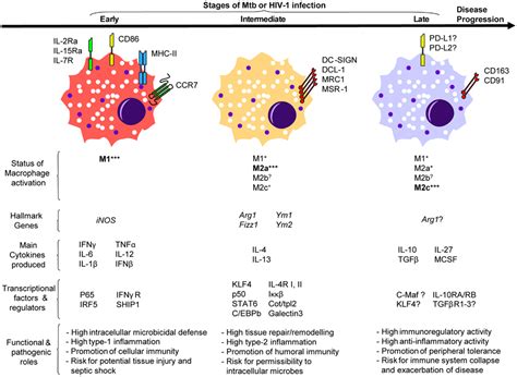 Frontiers Macrophage Polarization Convergence Point Targeted By