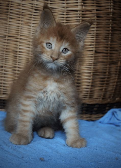 Have you ever owned a cat before?*= () yes () no do you have any other pets at home?*= adopt a pet's website is one online place where rescue kittens can be seen that are up for adoption in the uk. Maine Coon Cats For Sale | Bayville, NJ #338618 | Petzlover