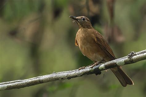 Sabiá Da Mata Turdus Fumigatus Wikiaves A Enciclopédia Das Aves