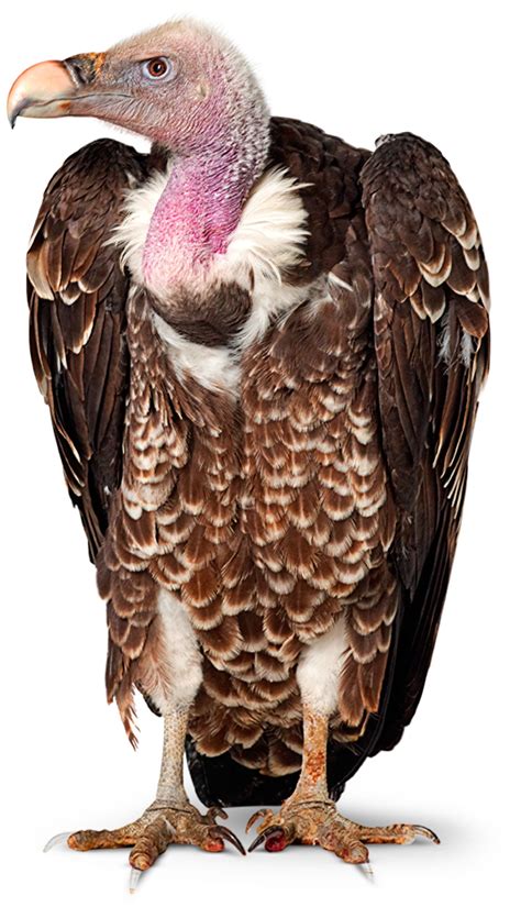 Vulture Birds Vulture Facts For Kids Dk Find Out