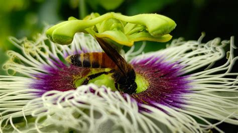 Bee Pollinating Passion Flower Pixahive