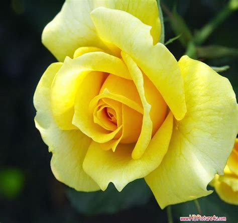 14 Best Yellow Rose Pictures Images On Pinterest Yellow