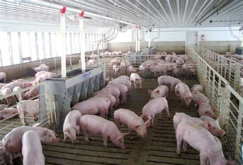 Construcción De Corrales Para Cerdos Noticias Agropecuarias
