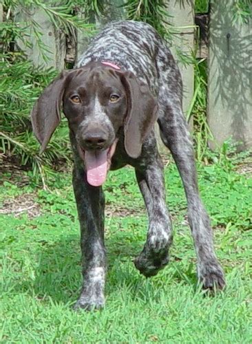 german shorthaired pointer dog breed pictures page